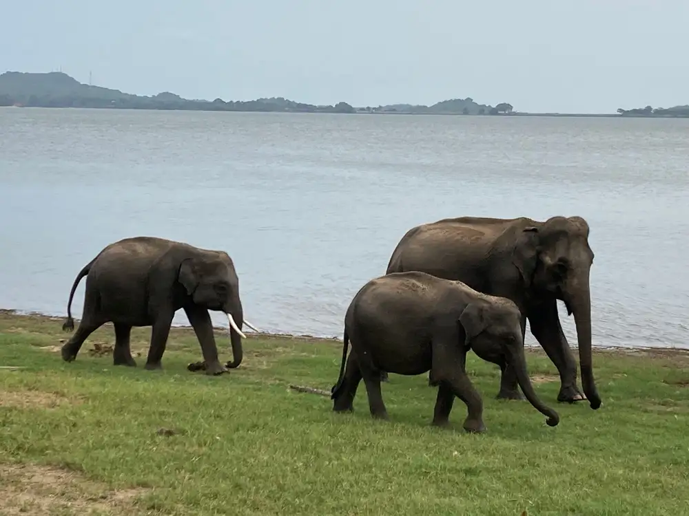 Elephants beside the lake in Minneriya National Park