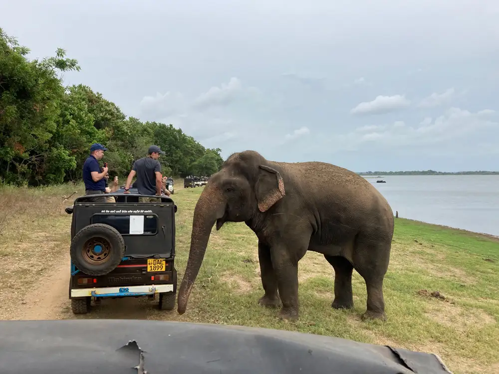 Safari jeep stopped beside a wild elephant at Minneriya National Park